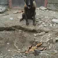 سگ مالینویز نرو ماده