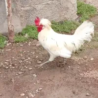 خروس لهستانی
