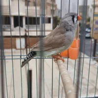 فنچ زبرا انگلیسی