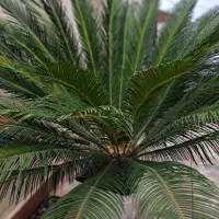 سیکاس|گل و گیاه طبیعی|رشت, تازه آباد|دیوار