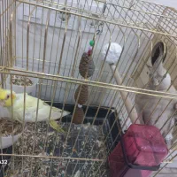 پرنده عروس هلندی