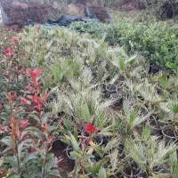 پالم واشنگتن تنه قرمز|گل و گیاه طبیعی|کلاچای, |دیوار