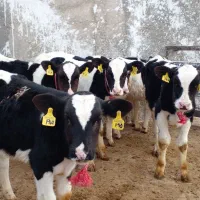 ۹راس گوساله هلشتاین صنعتی قطع شیرنر