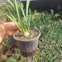 گل نرگس عطری پر ریشه پیاز قوی و درشت گل دار|گل و گیاه طبیعی|شلمان, |دیوار