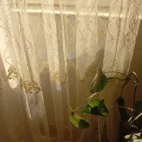 فروش پرده آماده کاملا نو به قیمت استثنایی|پرده، رانر، رومیزی|شیراز, تاچارا|دیوار