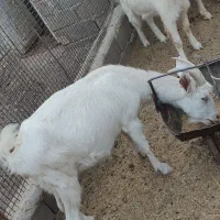 بزدورگ وخالص سانن