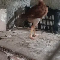 جوجه لاری و شناور ۷۰متری|حیوانات مزرعه|گرگان, |دیوار