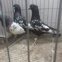 سینه سیاه سینه سبز|پرنده|مشهد, نوید|دیوار