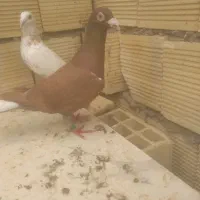 نرماده میلیمنز