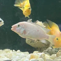 ماهی کوشتخوار سور‌م فلاور|ماهی|مشهد, رسالت|دیوار