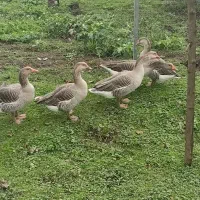 غاز|حیوانات مزرعه|تالش, تالش|دیوار