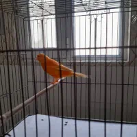 قناری ردفاکتور|پرنده|قرچک, مهدیه|دیوار