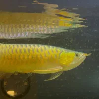 اروانا سوپر رد چیلی