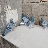 کفتر ماده پلاکی ذات مسافتی