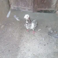 کبوتر رنگی|پرنده|سبزوار, امیر کبیر|دیوار