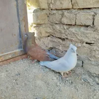 نروماده نک ریز