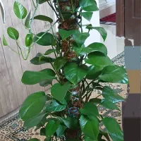 گل پتوس ۱.۵متر با گلدان سرامیکی