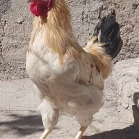 تعدادی مرغ و خروس به فروش میرسد