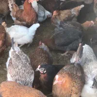 ۱۰۰مرغ نژاد گلپایگان