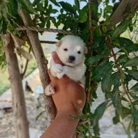 پامر کوچلو جیبی فقط 2.200.000