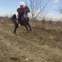 خرید و فروش اسب نریان و مادیان