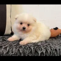 واگذاری توله خرسی|سگ|شیراز, دکتر حسابی|دیوار