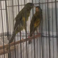 معاوضه با قناری