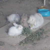 خرگوش لوپ|موش و خرگوش|مریوان, |دیوار