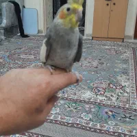 عروس هلندی نر|پرنده|پاکدشت, پاکدشت (مامازند)|دیوار