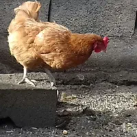 مرغ محلی تخم گذار