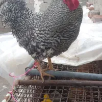 خروس پیلیموت اصل راک  یکساله