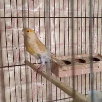 قناری ماده سهره دارابی|پرنده|فسا, |دیوار