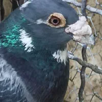 کبوتر نر مست مست