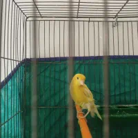 قناری ماده مست