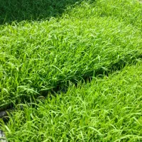 توم نشا هاشمی درجه یک