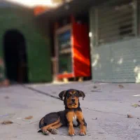 سگ روتفایلر آمریکایی