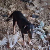 سگ دوبرمن|سگ|اهواز, اسماعیلیه|دیوار