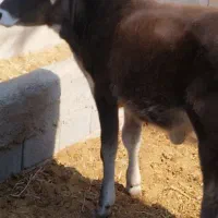 گوساله ماده جنس خوب|حیوانات مزرعه|آبپخش, |دیوار