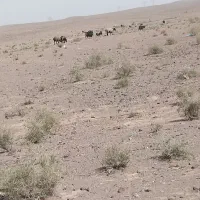 بزومیش بره دار