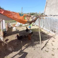مرغ و خروس