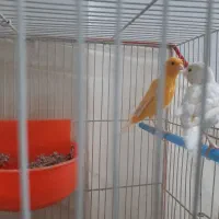 جفت قناری نر و ماده