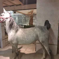مادیون (افعی مراغه ای)|اسب و تجهیزات اسب‌سواری|اصفهان, رحیم‌آباد|دیوار