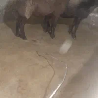 شیشک میش داشتی