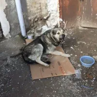 سگ نر ۲ساله