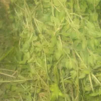 کاکوتی درجه یک
