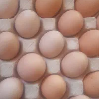 تخمرغ|خوردنی و آشامیدنی|نیشابور, رحمت آباد|دیوار