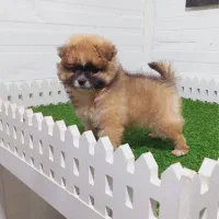 واگذاری  سگ کوچک واکسن زده