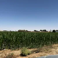 زمین کشاورزی|فروش زمین و ملک کلنگی|حبیب آباد, |دیوار