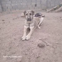افغان خالص