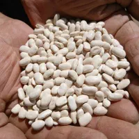 لوبیاسفید|خوردنی و آشامیدنی|بیرانوند, |دیوار